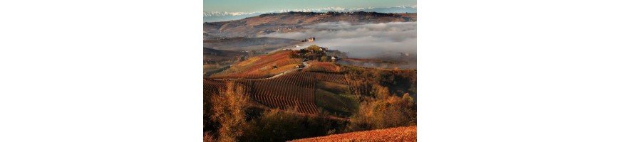 Vins rouges du Piémont - Achetez et Vendez vos vins