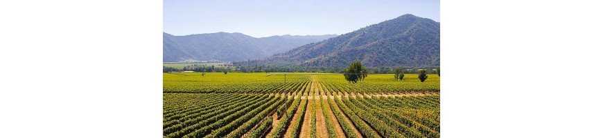 achete vin vins chilien chili Vallee de Colchagua
